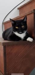 Lost Female Cat last seen Missing near 909 U.S. 2, Oldtown, Idaho near Pend Oreille Veterinary Clinic, Oldtown, ID 83822