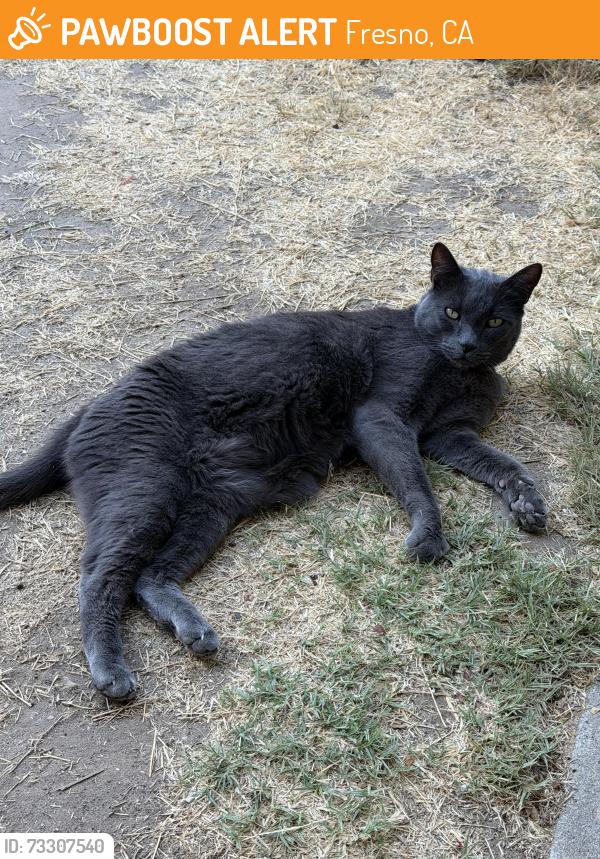 Found/Stray Male Cat last seen clinton and west, Fresno, CA 93705