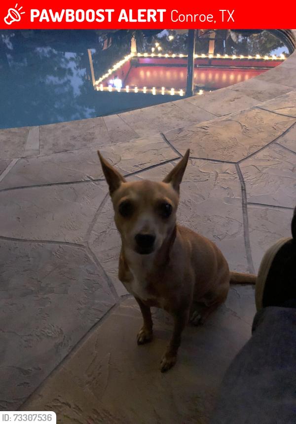 Lost Female Dog last seen Old Hickory dr, Conroe, TX 77301