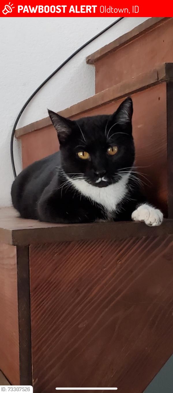Lost Female Cat last seen Missing near 909 U.S. 2, Oldtown, Idaho near Pend Oreille Veterinary Clinic, Oldtown, ID 83822