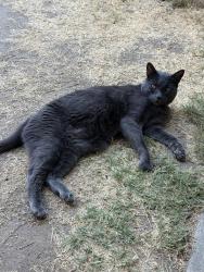 Found/Stray Male Cat last seen clinton and west, Fresno, CA 93705