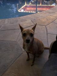 Lost Female Dog last seen Old Hickory dr, Conroe, TX 77301