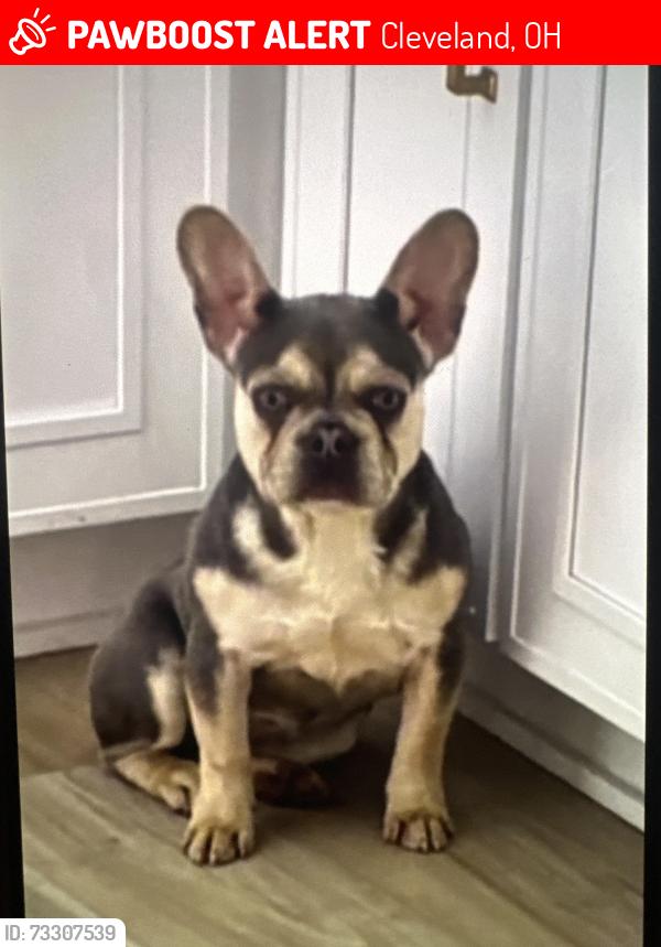 Lost Female Dog last seen West 58th and bridge, Cleveland, OH 44102