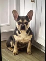 Lost Female Dog last seen West 58th and bridge, Cleveland, OH 44102