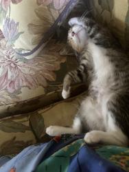 Lost Female Cat last seen Pawnee and Capri Ln, Wichita, KS 67207