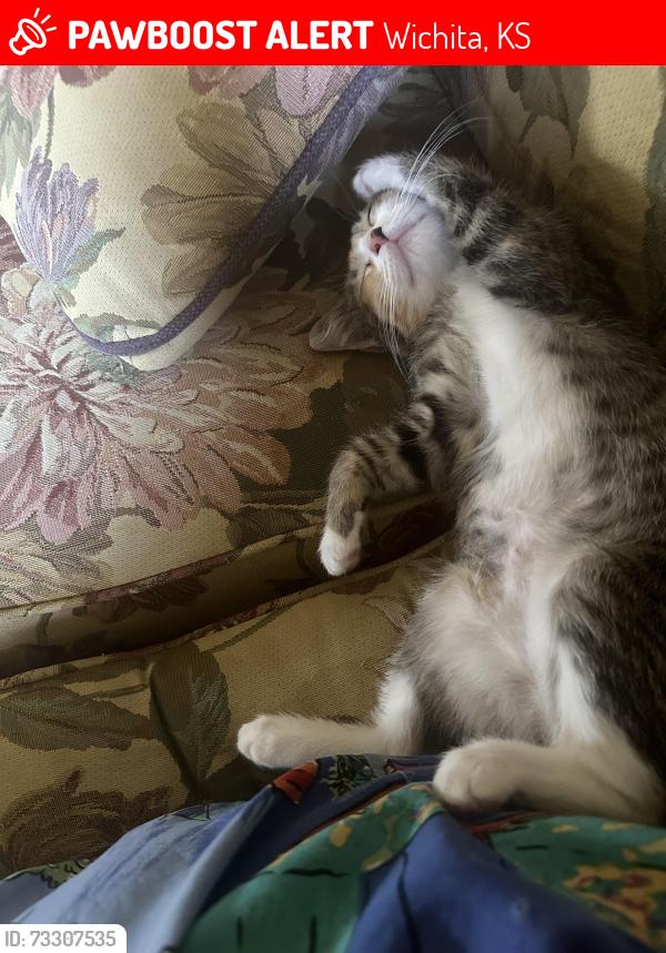Lost Female Cat last seen Pawnee and Capri Ln, Wichita, KS 67207