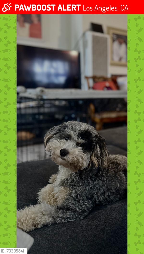 Lost Male Dog last seen Normandie NEAR 1383 w 36th PL, Los Angeles, CA 90007