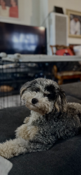 Lost Male Dog last seen Normandie NEAR 1383 w 36th PL, Los Angeles, CA 90007