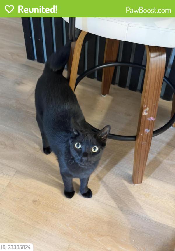 Reunited Male Cat last seen California ave, Salt Lake City, UT 84104
