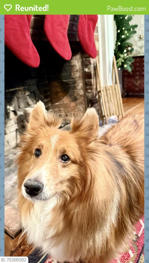 Reunited Male Dog last seen Near High Street, Nowell near Farm Hill Ln, Norwell, MA 02061