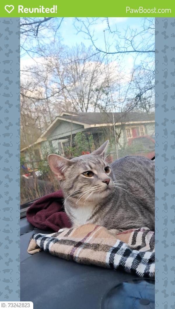 Reunited Male Cat last seen Near stowe st birmingham 35224, Birmingham, AL 35224