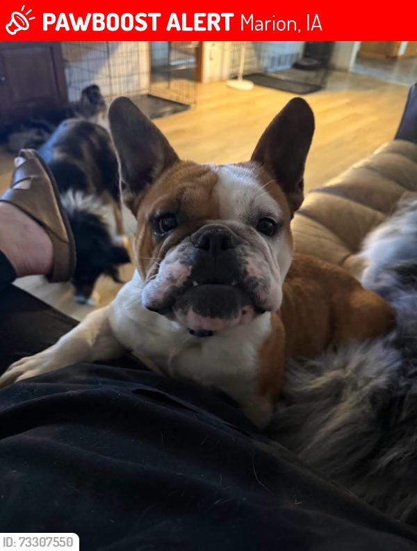 Lost Female Dog last seen 4th st, Marion, IA 52302