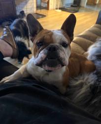 Lost Female Dog last seen 4th st, Marion, IA 52302
