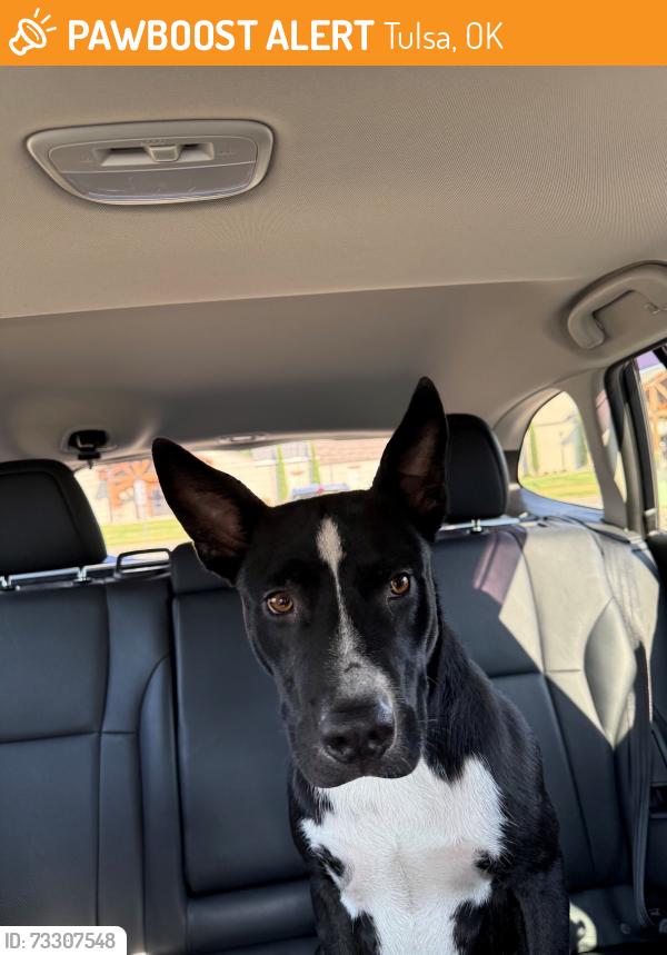 Found/Stray Unknown Dog last seen I-244 and Garnett, Interchange Plaza, Tulsa, OK 74128