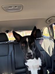 Found/Stray Unknown Dog last seen I-244 and Garnett, Interchange Plaza, Tulsa, OK 74128