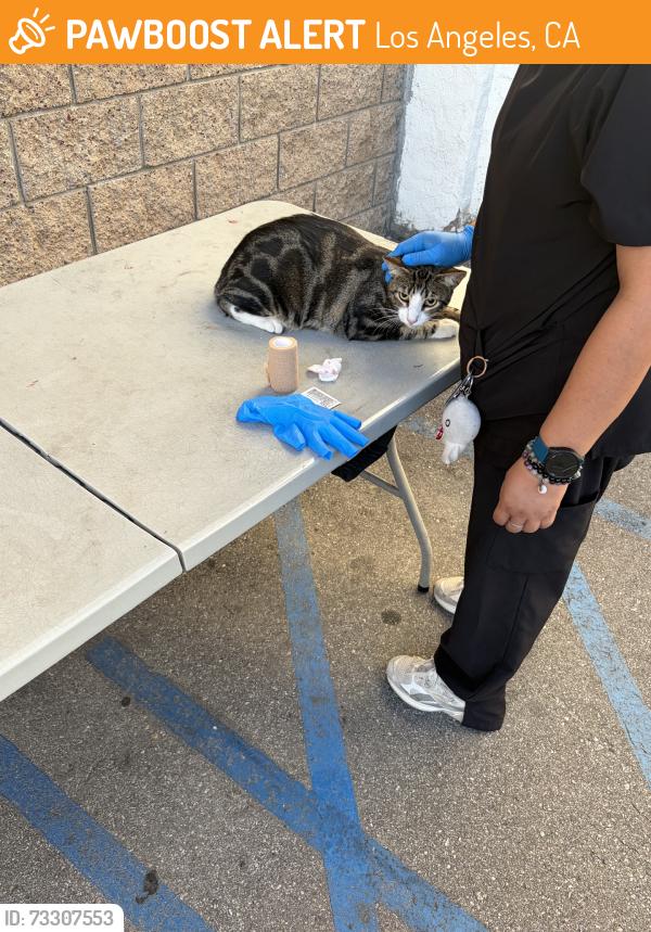 Found/Stray Unknown Cat last seen Van nuy & kittridge, Los Angeles, CA 91405