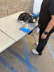 Found/Stray Unknown Cat last seen Van nuy & kittridge, Los Angeles, CA 91405