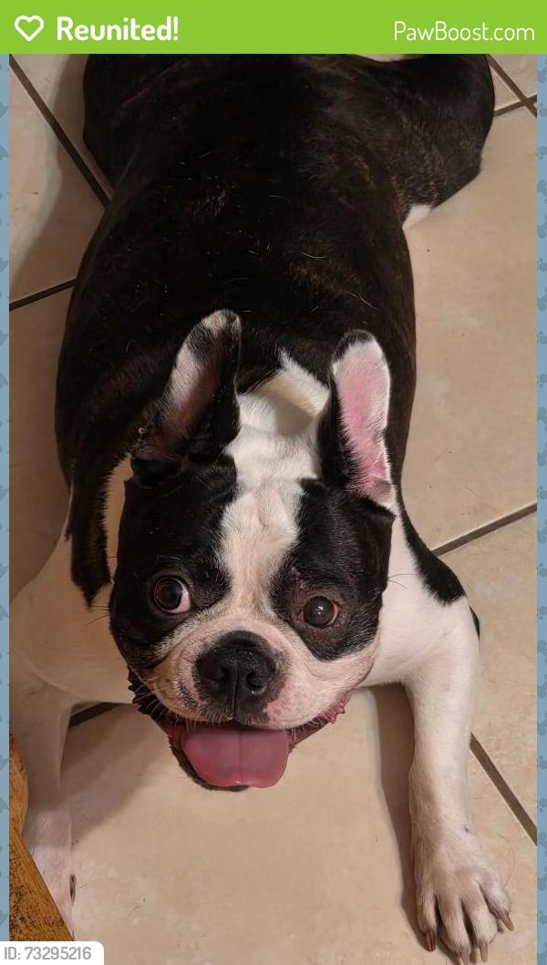 Reunited Male Dog last seen Moore and Veterans, Pharr, TX 78577