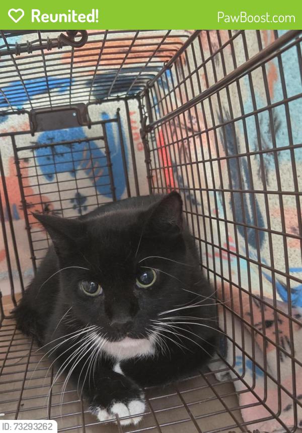 Reunited Male Cat last seen Kuykendahl and Spring Cypress, Spring, TX 77379