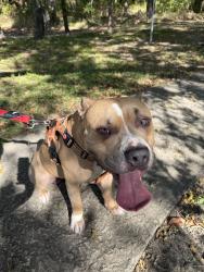 Lost Male Dog last seen Main Street, Frisco, TX 75033