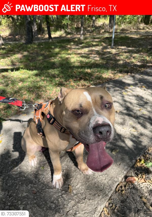 Lost Male Dog last seen Main Street, Frisco, TX 75033