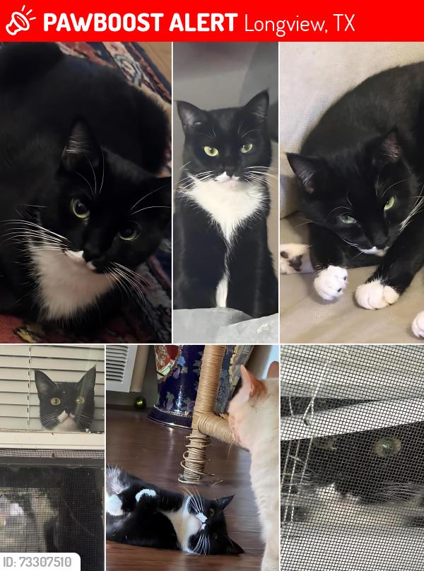 Lost Female Cat last seen Judson Rd and Airline Rd., Longview, TX 75605