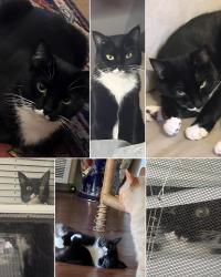 Lost Female Cat last seen Judson Rd and Airline Rd., Longview, TX 75605