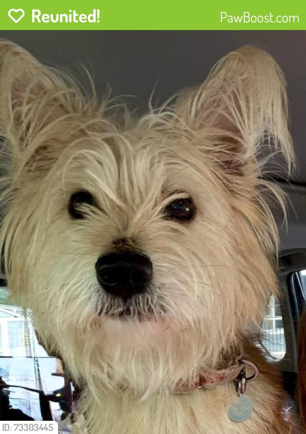 Reunited Female Dog last seen 2nd Street and Patrick Street, Waterford, VA 20197