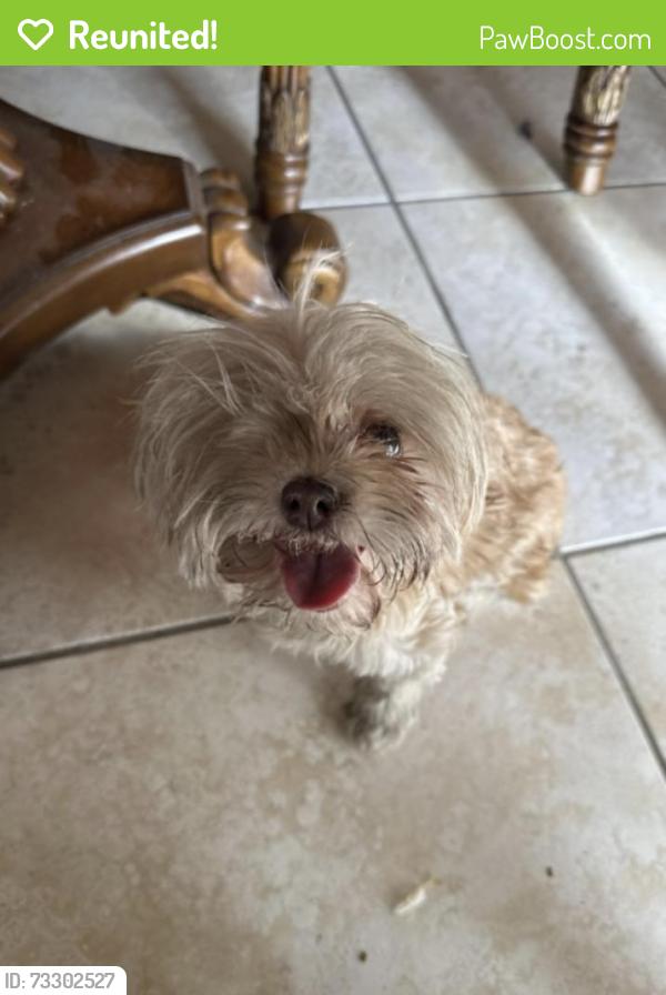 Reunited Female Dog last seen Cathedral Canyon and Ramon Rd, Cathedral City, CA 92234