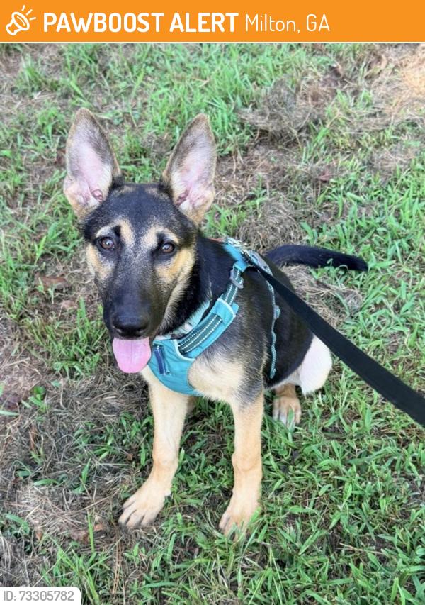 Found/Stray Female Dog last seen Redd Road, Milton, GA 30004