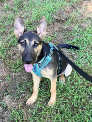Found/Stray Female Dog last seen Redd Road, Milton, GA 30004