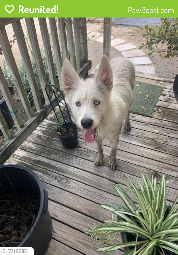 Reunited Female Dog last seen Alabonson & Greenway Forest, Houston, TX 77088