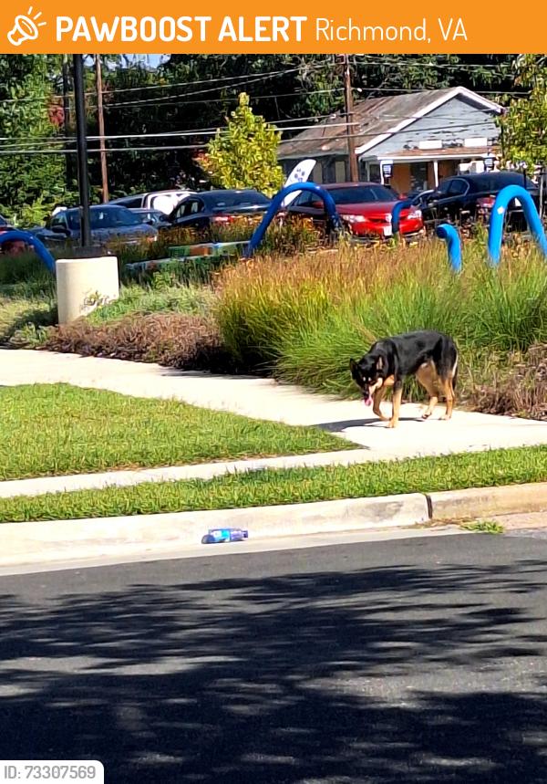 Found/Stray Unknown Dog last seen Noon Ingram apmts parking lot, Richmond, VA 23224