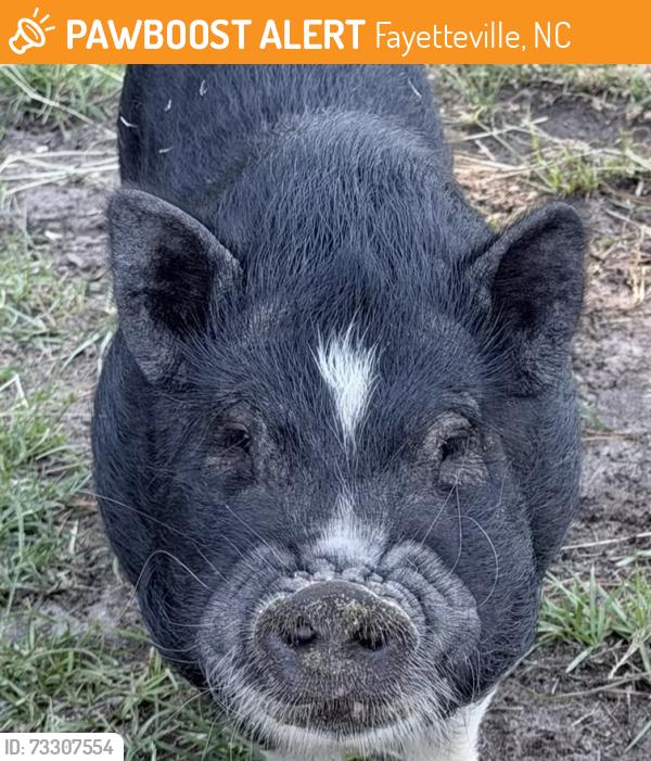 Found/Stray Unknown Other last seen Stoney point loop and cricket rd, Fayetteville, NC 28306