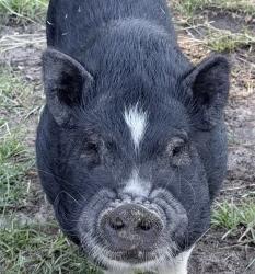 Found/Stray Unknown Other last seen Stoney point loop and cricket rd, Fayetteville, NC 28306