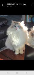 Lost Male Cat last seen Whipple, Redwood City, CA 94063