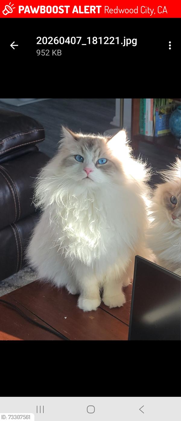 Lost Male Cat last seen Whipple, Redwood City, CA 94063