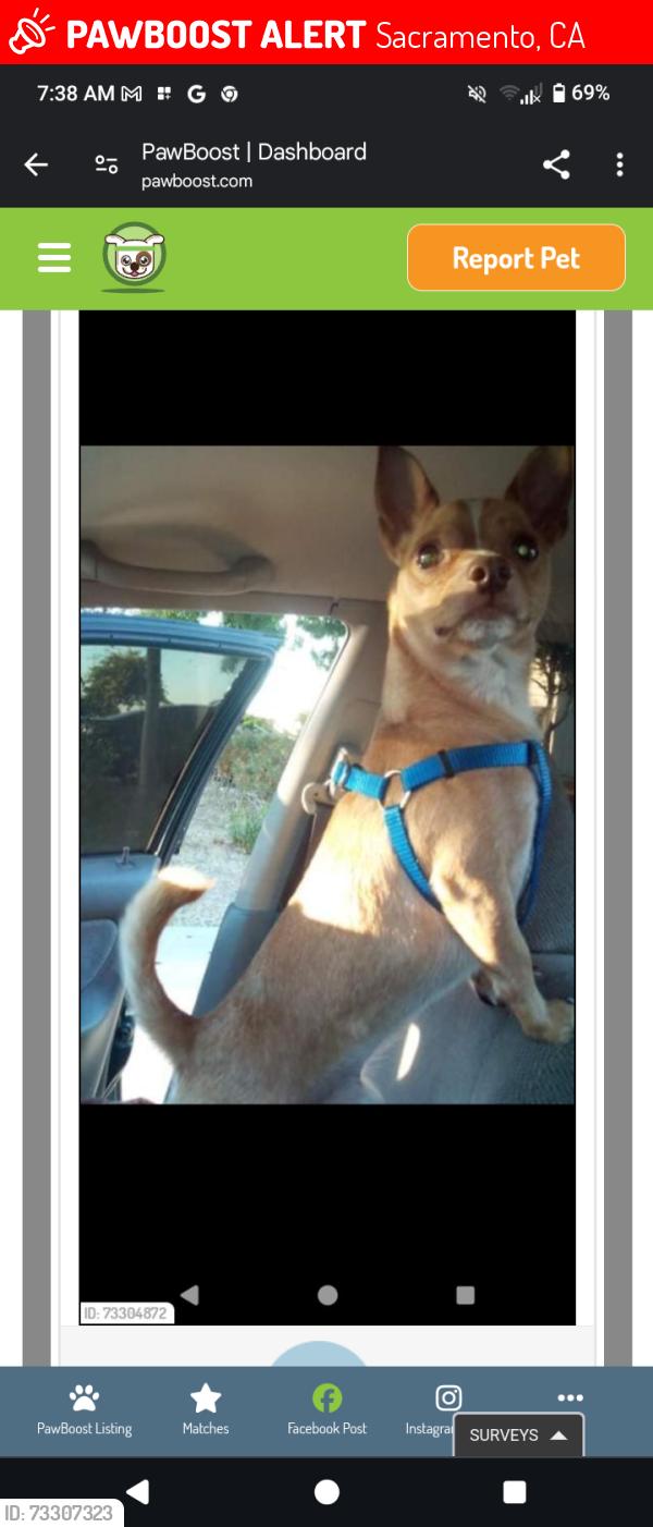 Lost Male Dog last seen Silver eagle Rd Norwood.. Robertson's community center park, Sacramento, CA 95838