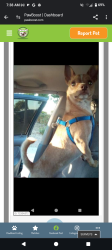 Lost Male Dog last seen Silver eagle Rd Norwood.. Robertson's community center park, Sacramento, CA 95838