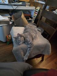 Lost Female Cat last seen Carnival Super Market behind Mesa College, San Diego, CA 92111