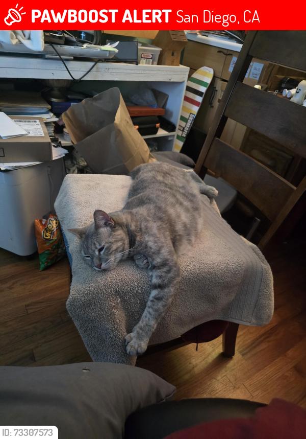 Lost Female Cat last seen Carnival Super Market behind Mesa College, San Diego, CA 92111