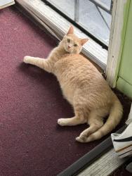 Lost Female Cat last seen S 15th pl, Milwaukee, WI 53204