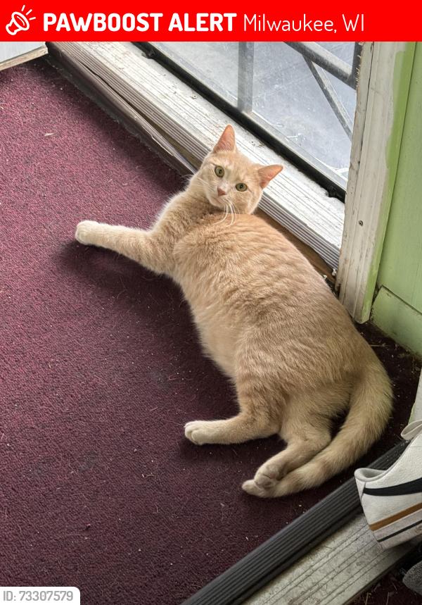Lost Female Cat last seen S 15th pl, Milwaukee, WI 53204