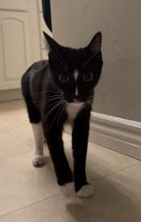 Reunited Unknown Cat last seen Longden Lane, Solana Beach, CA 92075