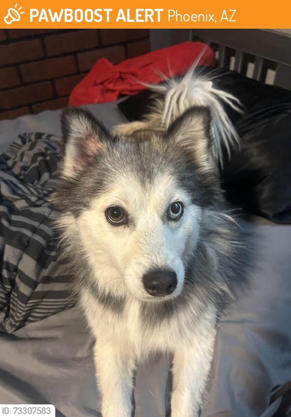 Found/Stray Female Dog last seen thunderbird rd, Phoenix, AZ 85304