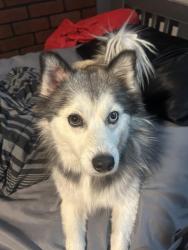 Found/Stray Female Dog last seen thunderbird rd, Phoenix, AZ 85304