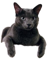 Lost Male Cat last seen Naperville rd and sterling area, Bartlett, IL 60103