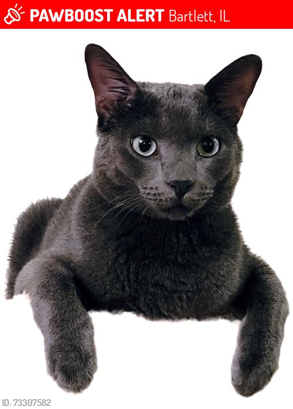 Lost Male Cat last seen Naperville rd and sterling area, Bartlett, IL 60103