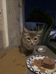 Found/Stray Male Cat last seen Van Buren & D, Las Vegas, NV 89106