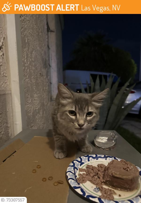 Found/Stray Male Cat last seen Van Buren & D, Las Vegas, NV 89106
